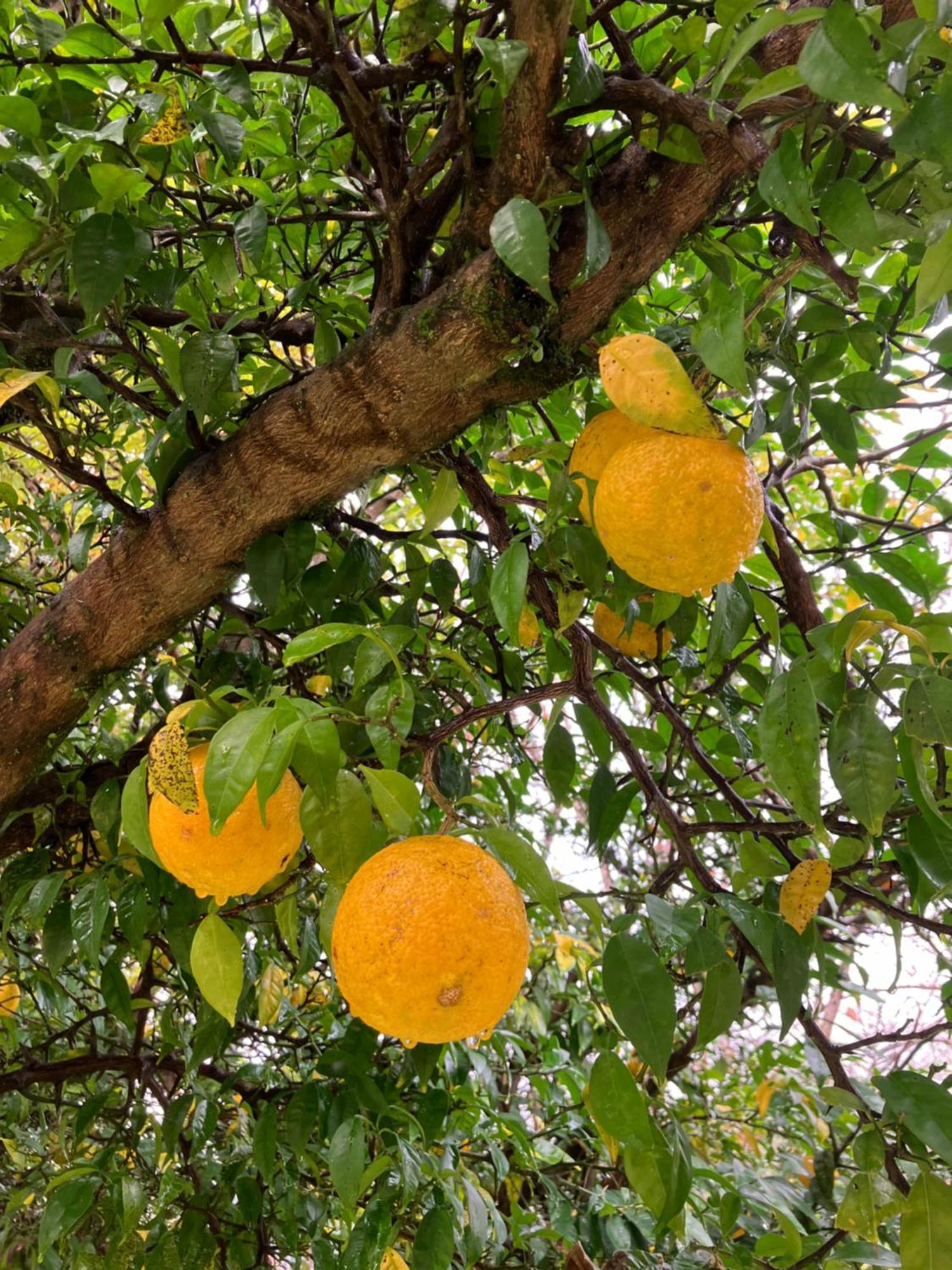 Otsu Nature Garden Akiruno Екстер'єр фото
